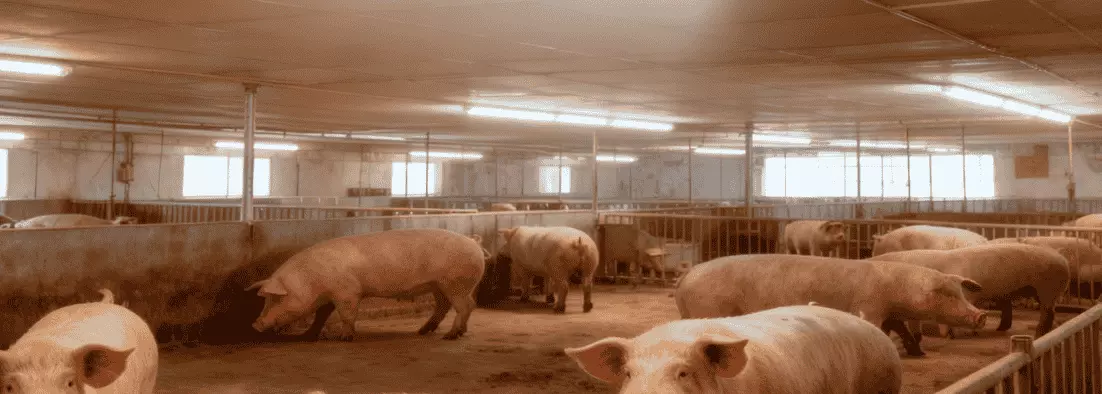 LED-Beleuchtung für Schweinestall